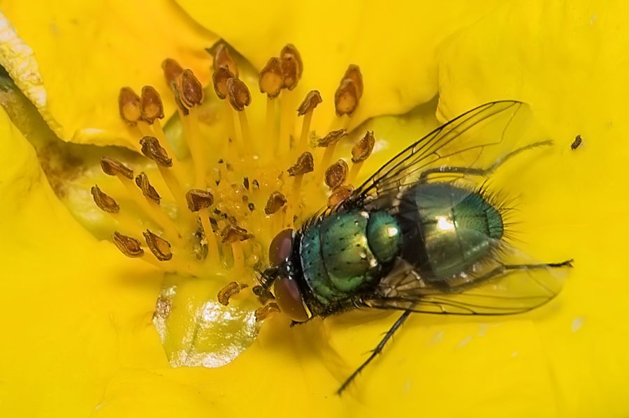 Goldfliege auf gelber Blüte