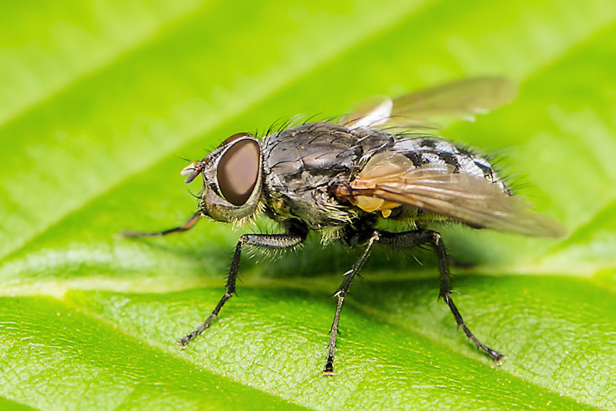 Graü Fleischfliege