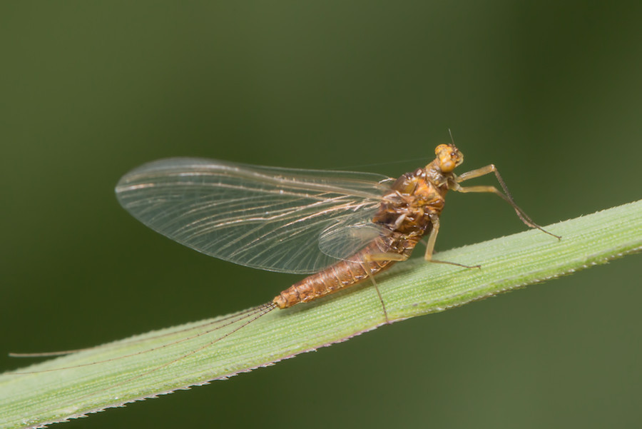 Grosse Eintagsfliege
