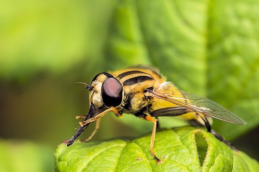 Grosse Sumpfschwebfliege