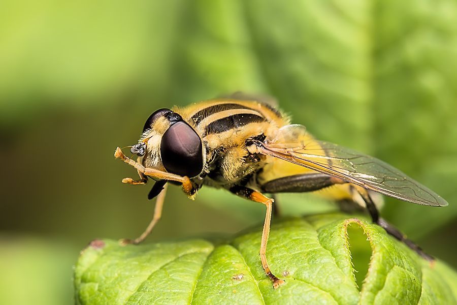 Grosse Sumpfschwebfliege