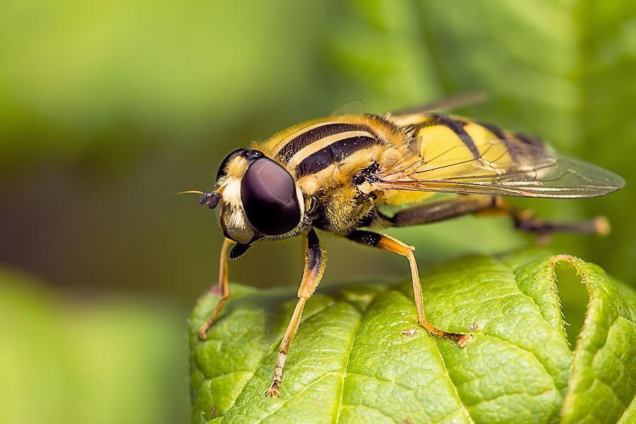 Grosse Sumpfschwebfliege