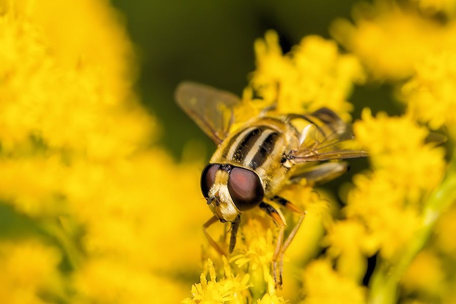 Grosse Sumpfschwebfliege
