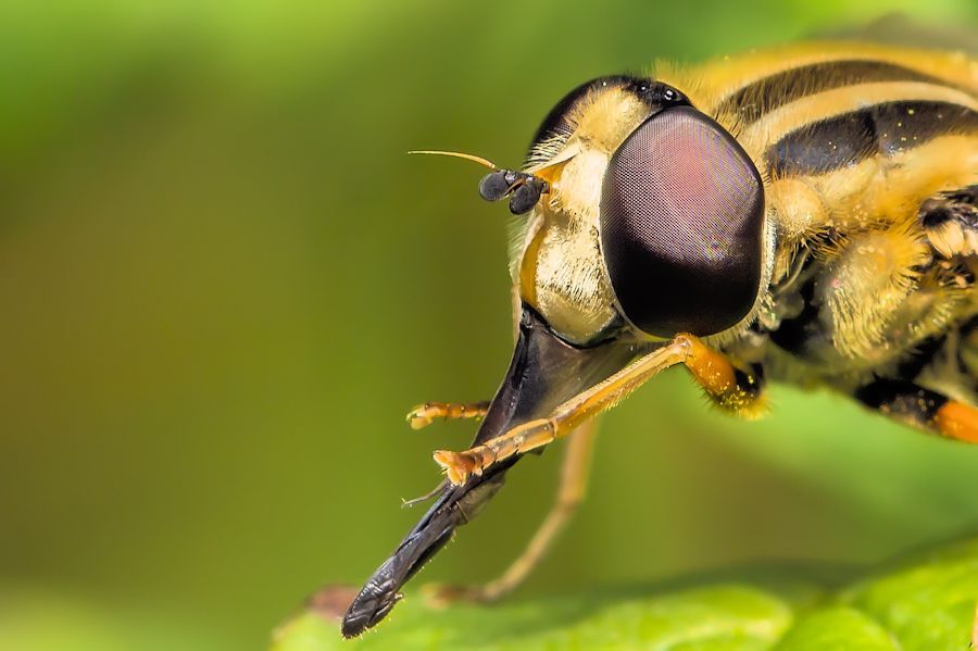 Grosse Sumpfschwebfliege Kopf