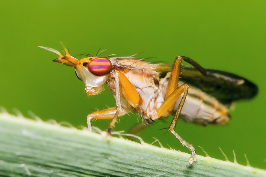 Hornfliege