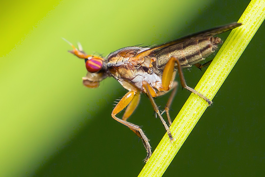 Hornfliege