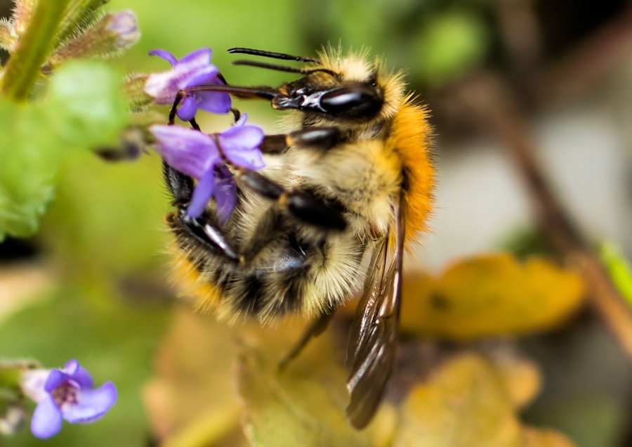 Hummel