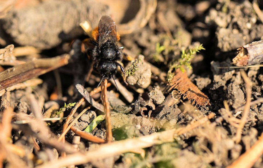 Hummel