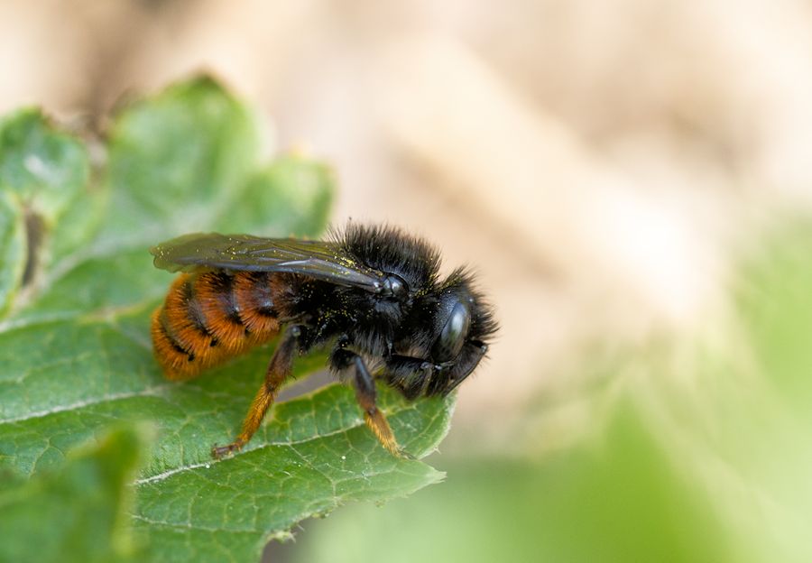 Hummel
