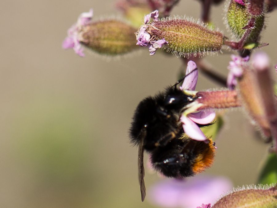 Hummel
