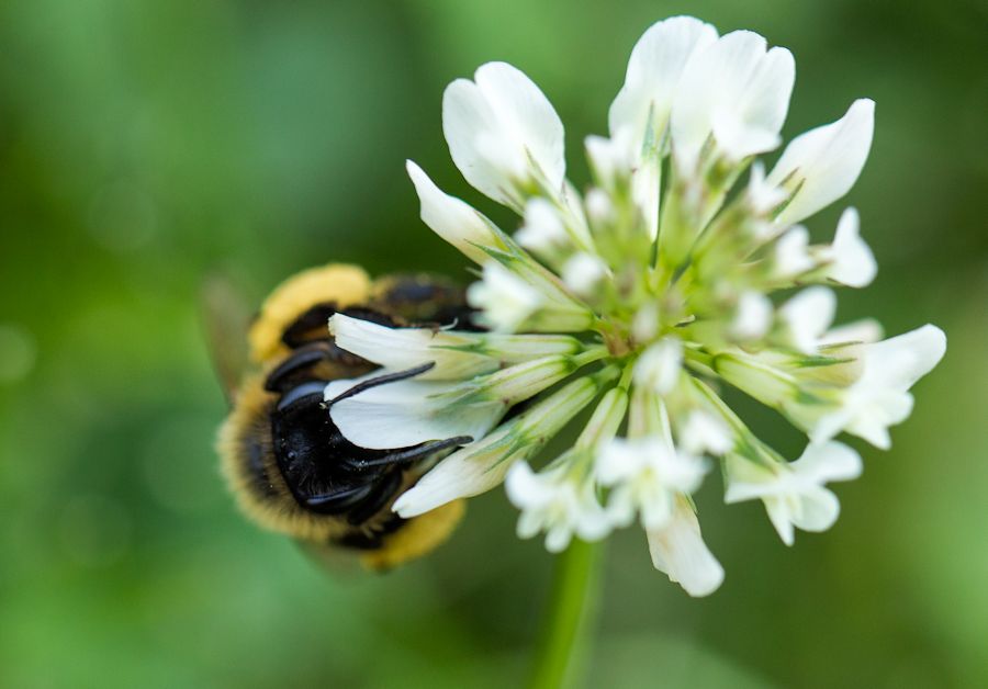 Hummel
