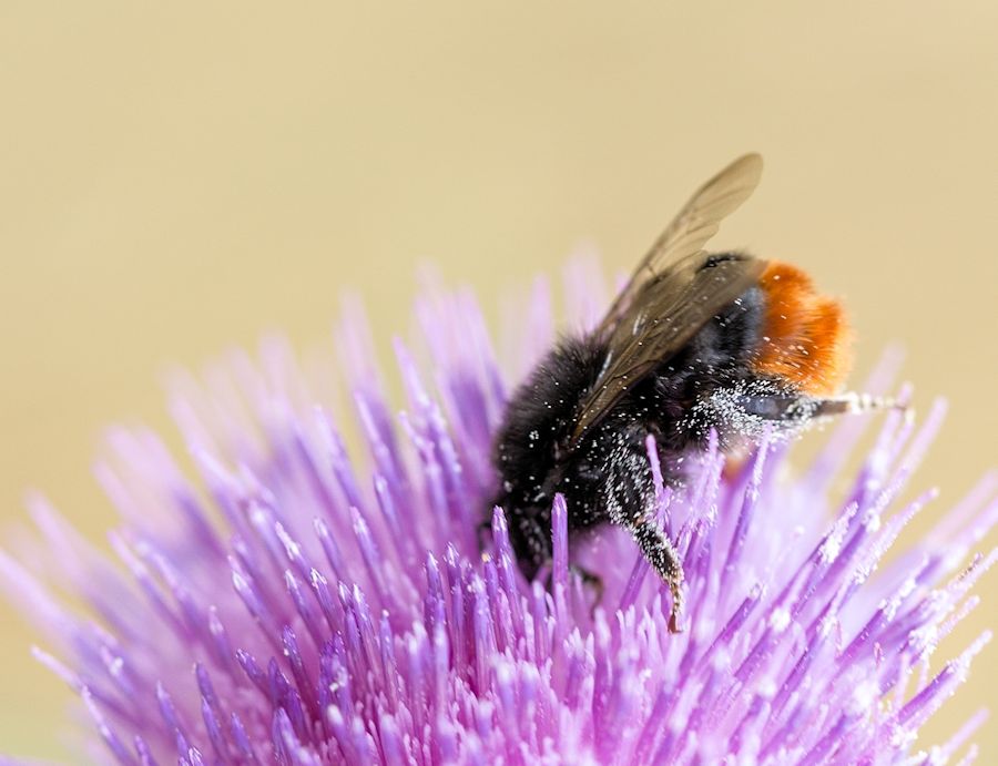Hummel