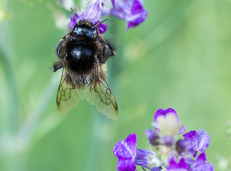 Hummel
