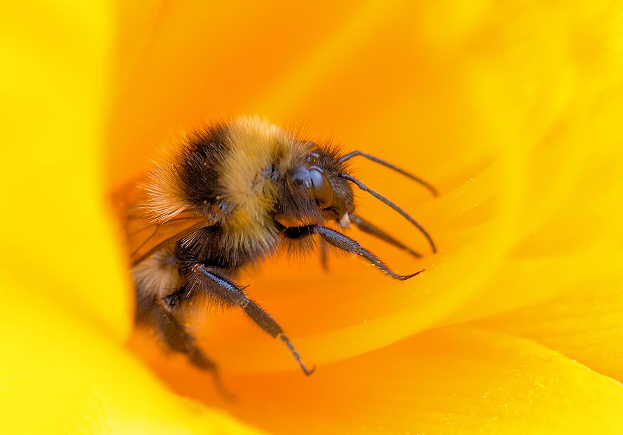 Hummel