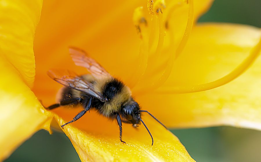 Hummel