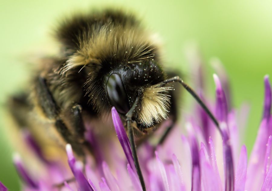 Hummel