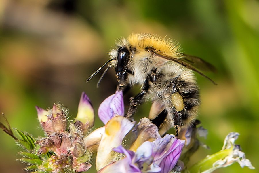 Hummel