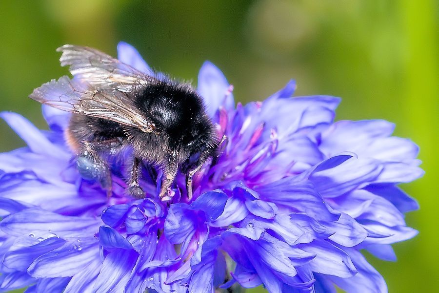 Hummel