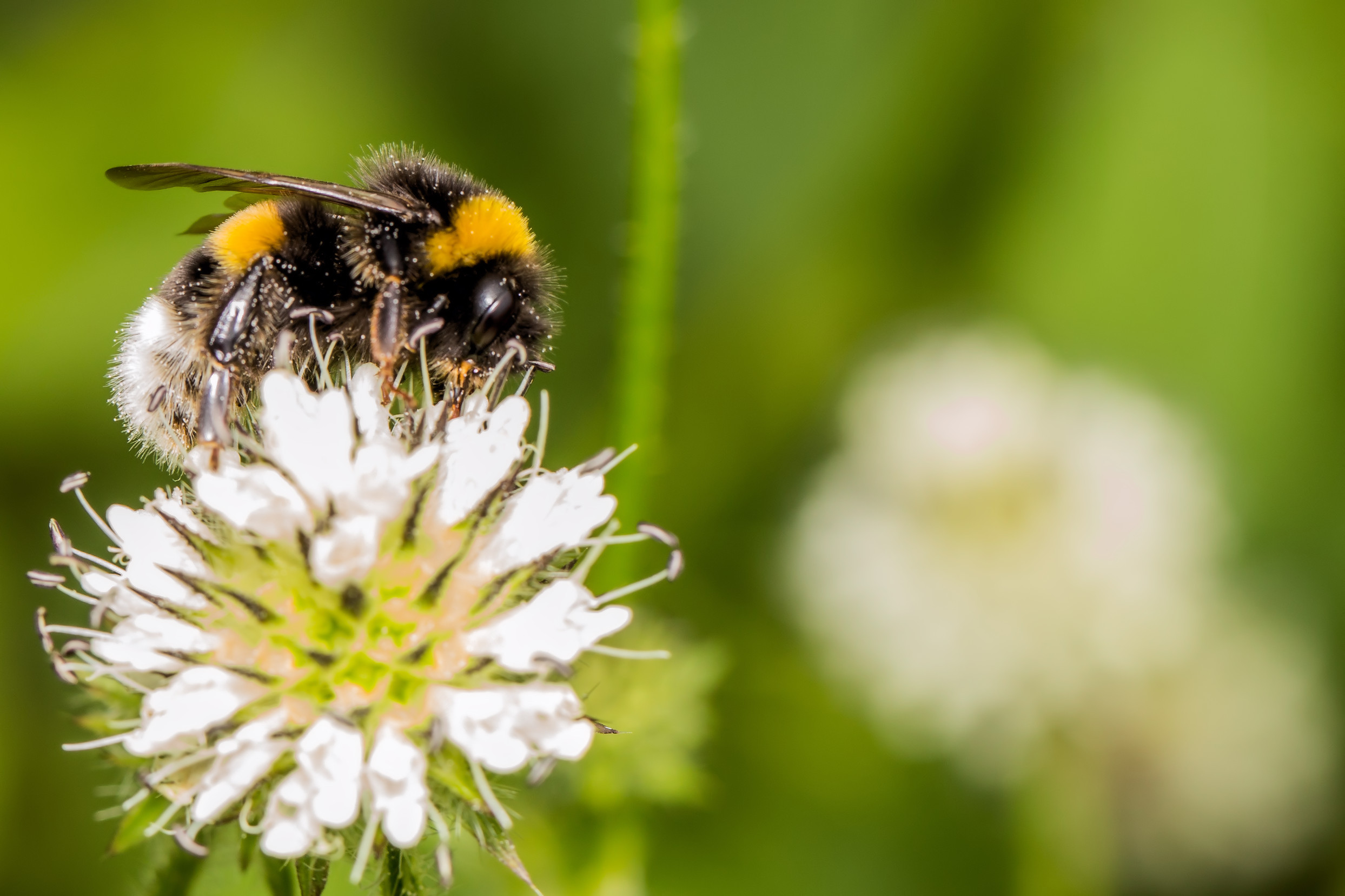 Hummel