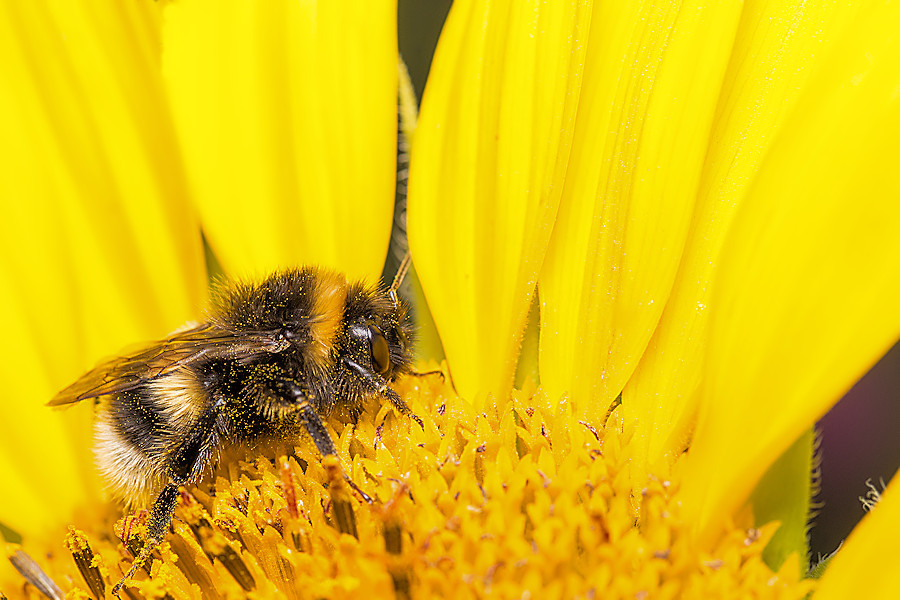 Hummel