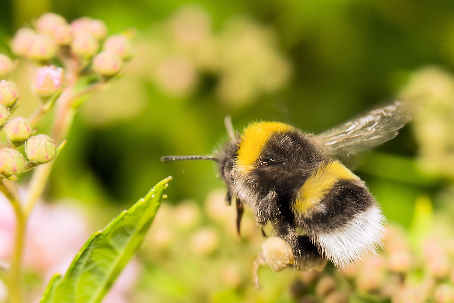 Hummel