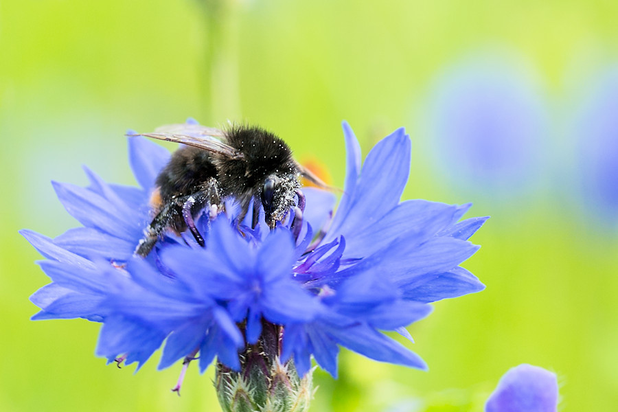 Hummel