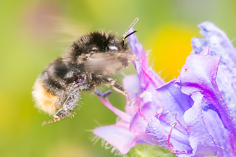 Hummel