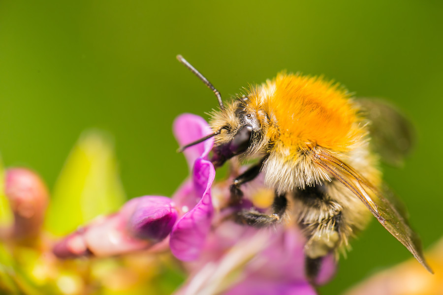 Hummel