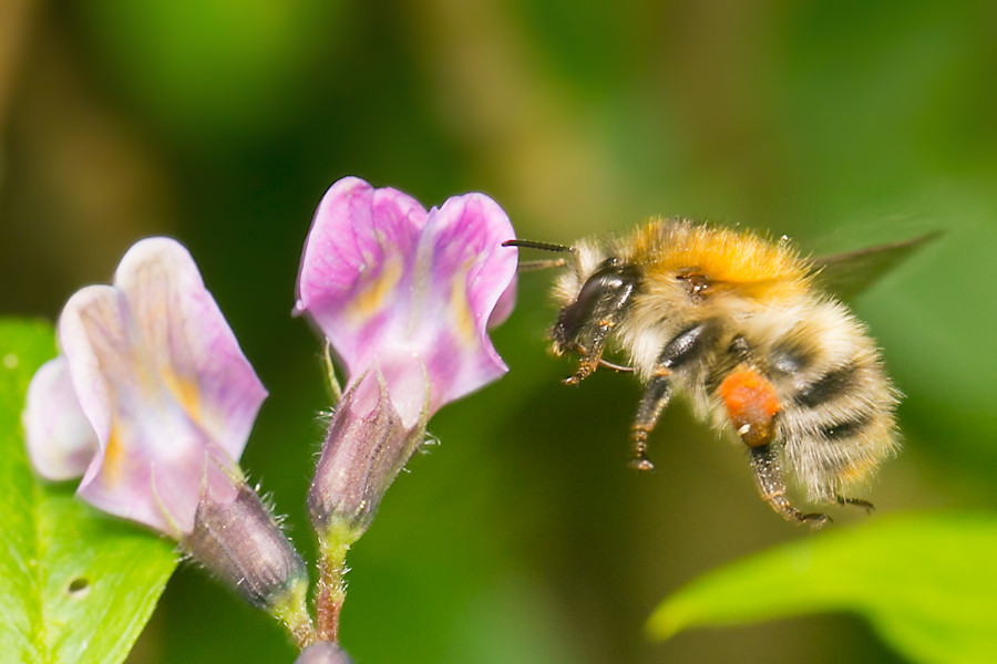 Hummel