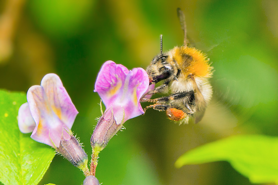 Hummel