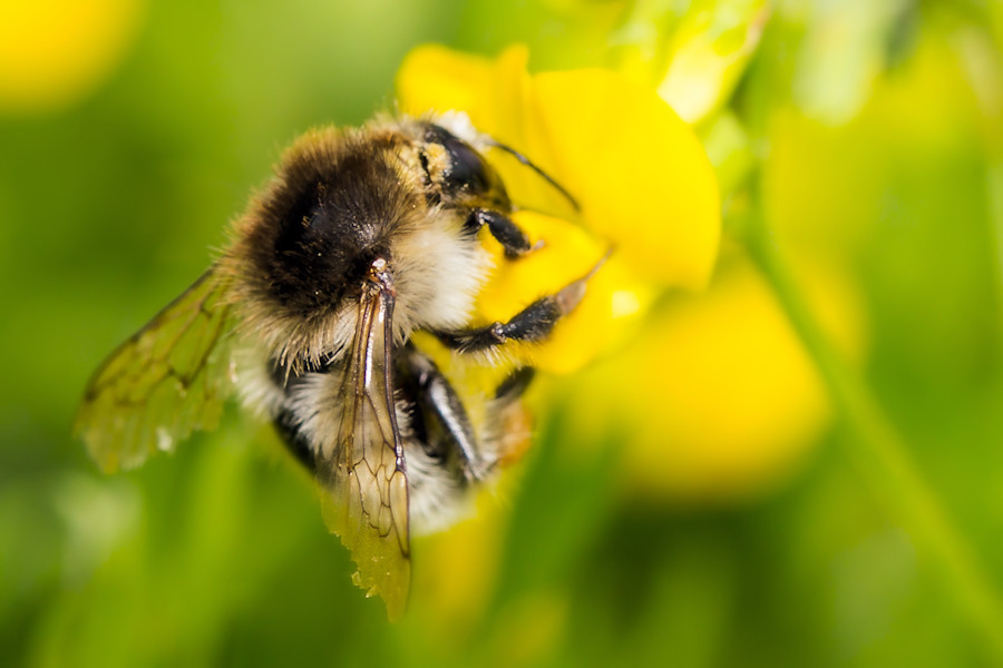 Hummel