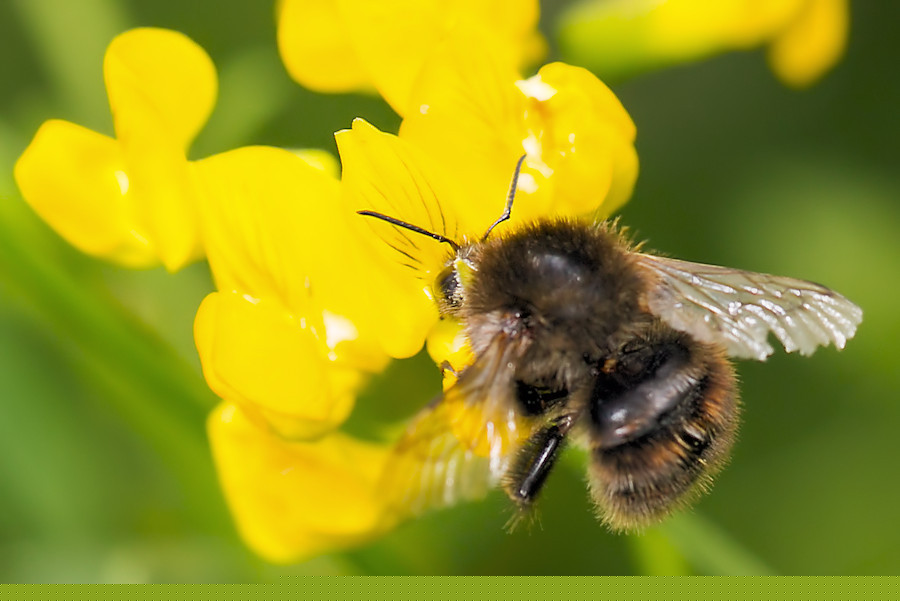 Hummel