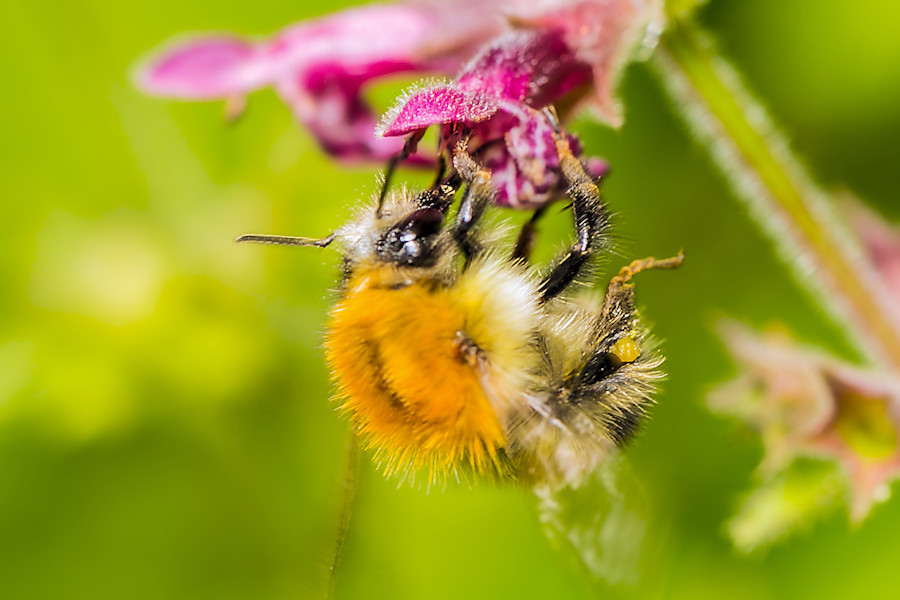 Hummel