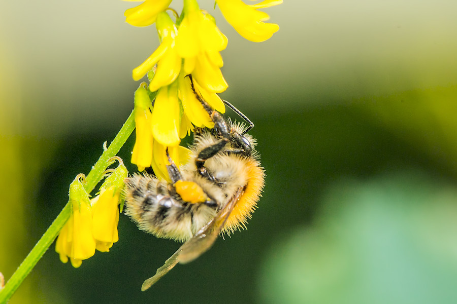 Hummel