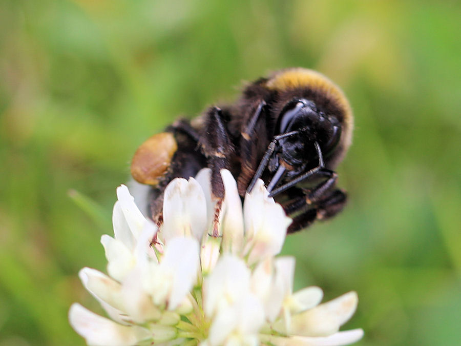 Hummel