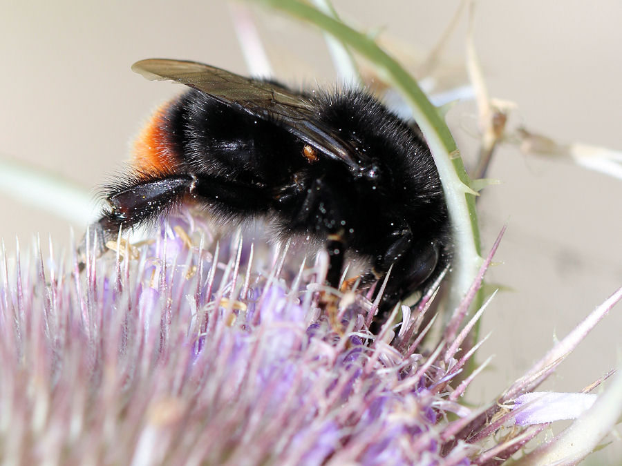 Hummel