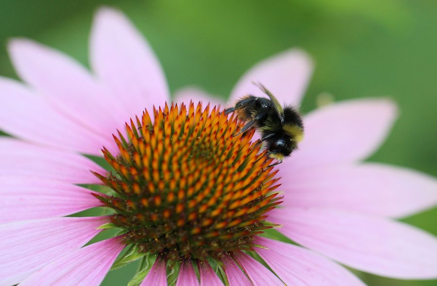 Hummel