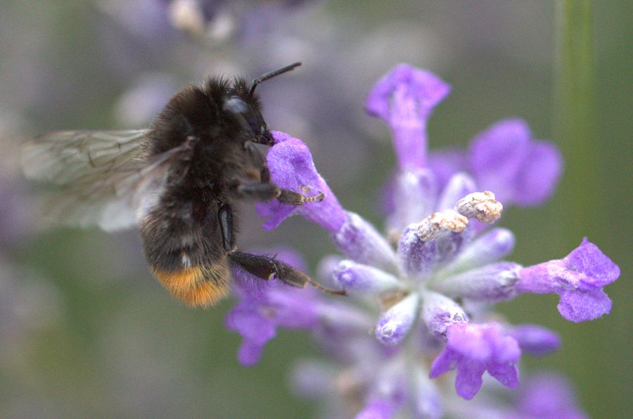 Hummel