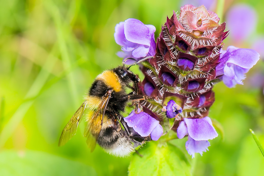 Hummel an einer Gundermann Pflanze
