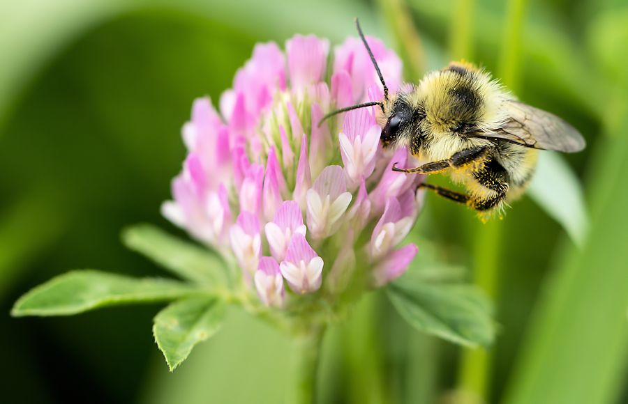Hummel auf einer Kleeblüte