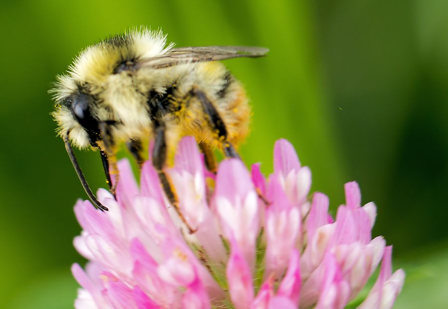 Hummel auf einer Kleeblüte