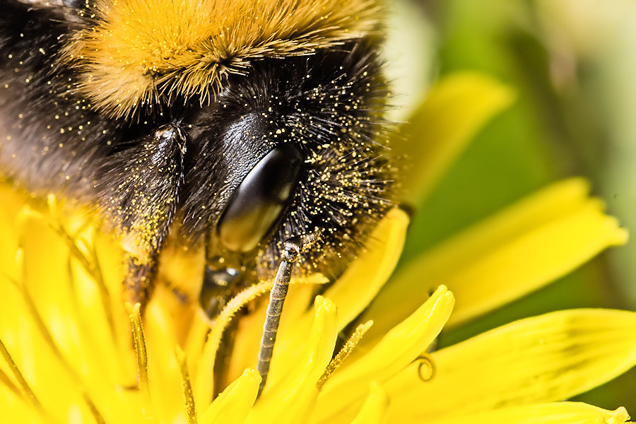 Hummel auf einer Löwenzahnblüte