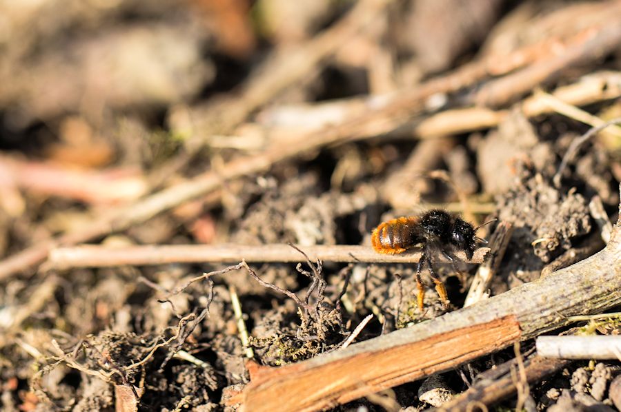 Hummel-bei-der-Arbeit