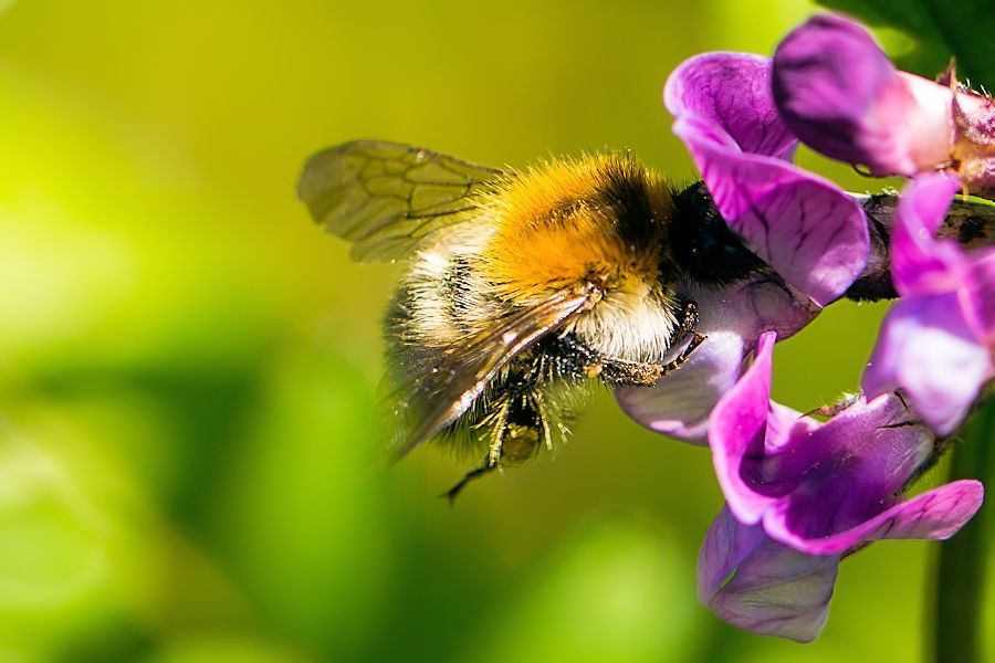 Hummel bei der Arbeit