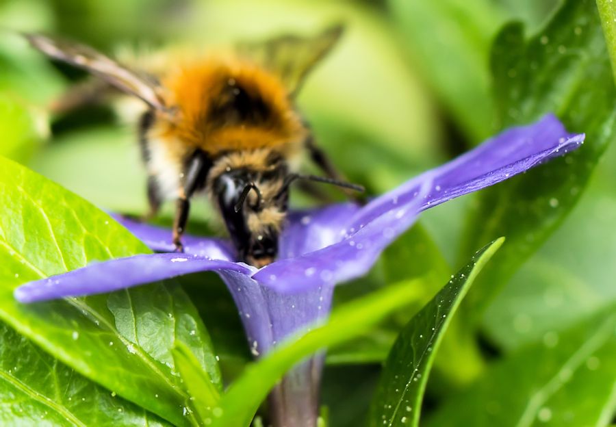 Hummel-beim-essen
