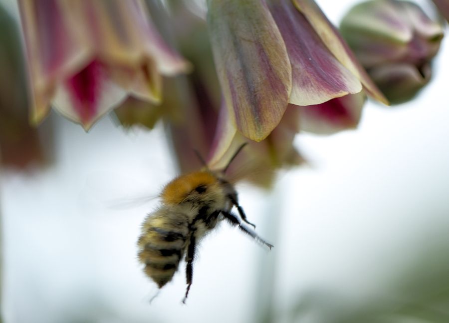 Hummel im Anflug auf eine Blüte