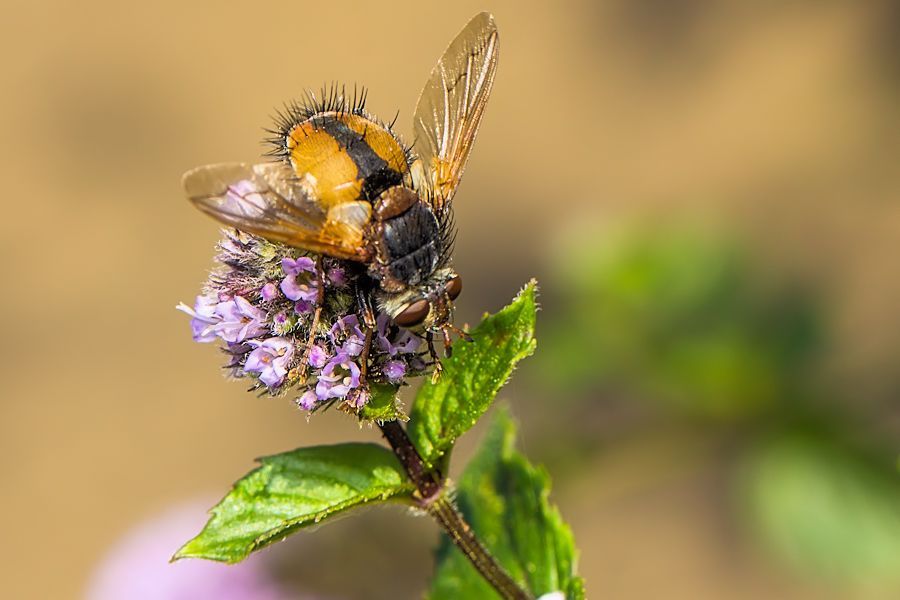 Igelfliege