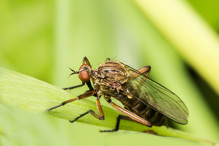 Kleine Fliege