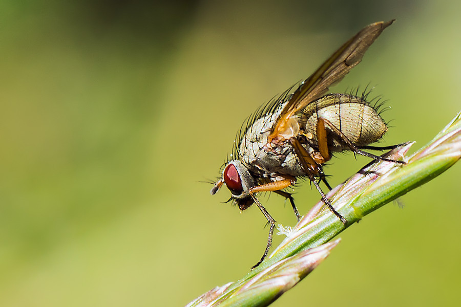Kleine Fliege