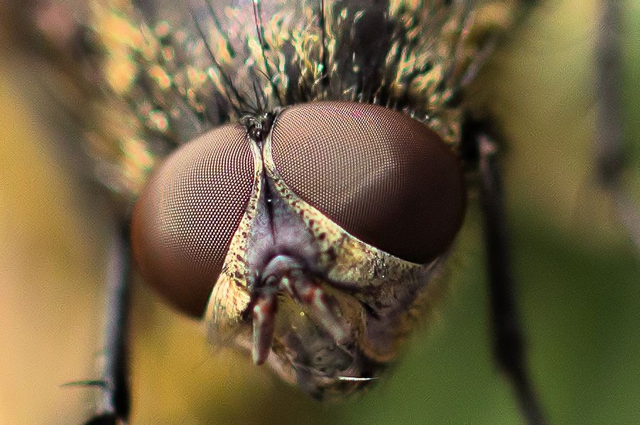 Kopf-einer-Fliege